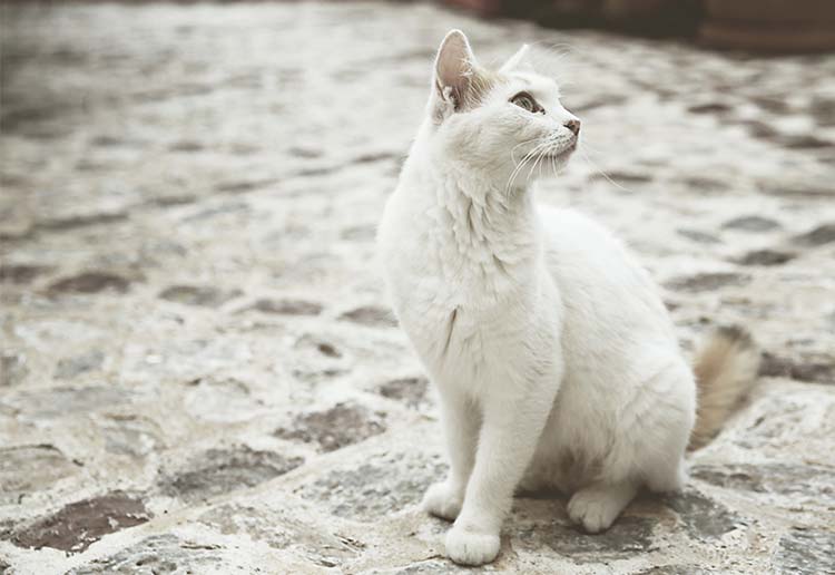 猫
