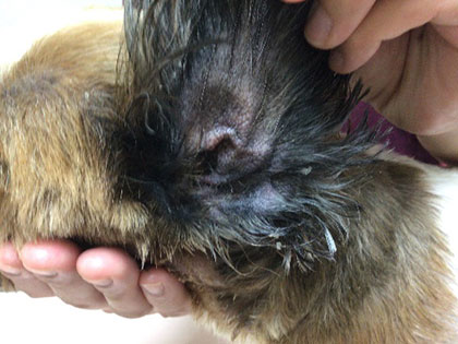 Before：汚れも多く、色が黒くてごつごつした状態