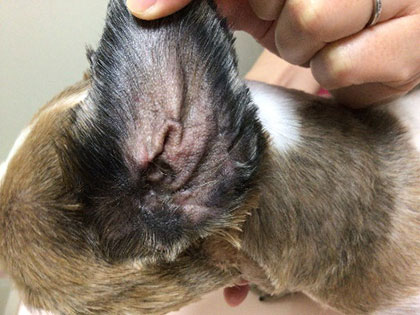 After：色も質感も本来の状態に戻りつつある状態