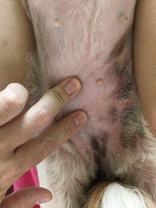 Before：全身は脂っぽく、お腹や首に赤みが強い状態