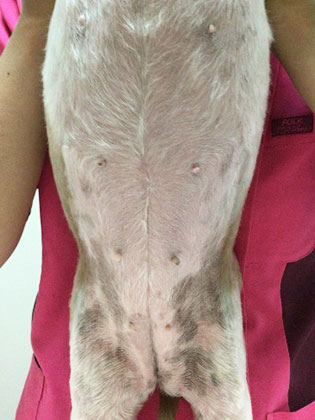 After：皮膚の赤みがひいて脂っぽさも少ない状態