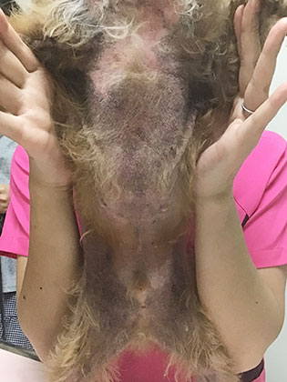 Before：全体にごつごつした感じ。色も黒く、全体に赤みが強い。