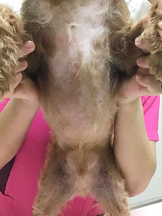 After：上記写真は途中経過ですが、皮膚の質感がもどり、色も正常に近づいてきています。この後更に発毛が認められるようになり、トリミングができるまでになりました。