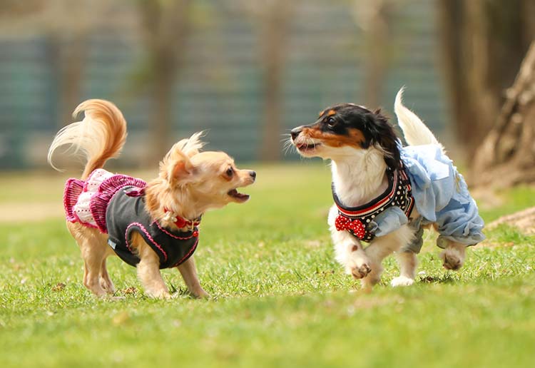 犬