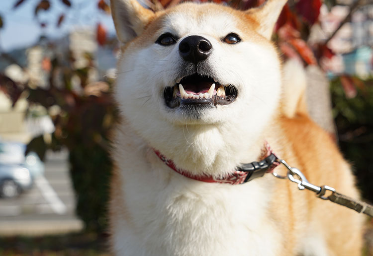 歯科